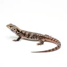 Legless lizard