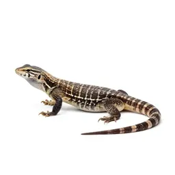 Leopard lizard