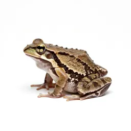 Leptodactylid frog