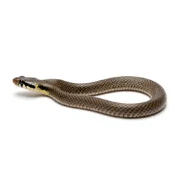 Lined snake