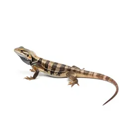 Lizard