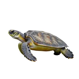 Loggerhead