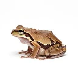 Lowland burrowing treefrog