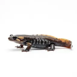 Lungless salamander