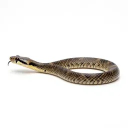 Mamba