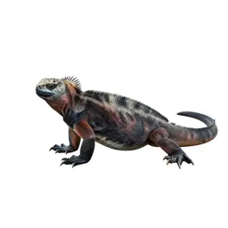 Marine iguana