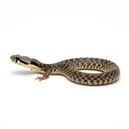 Massasauga