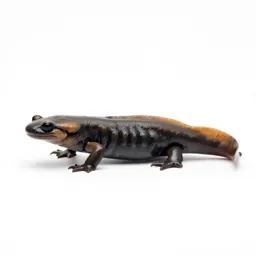 Mole salamander