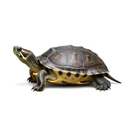 Mud turtle