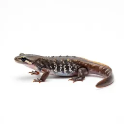 Newt
