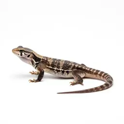 Night lizard