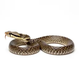 Pit viper