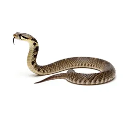 Prairie rattlesnake