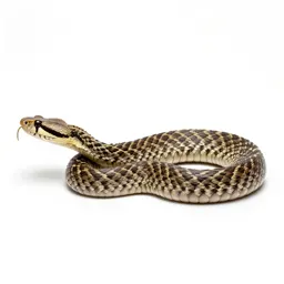 Puff adder