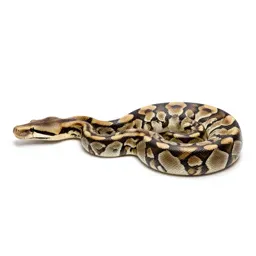 Python