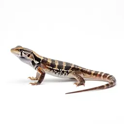 Racerunner