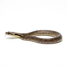 Rat snake