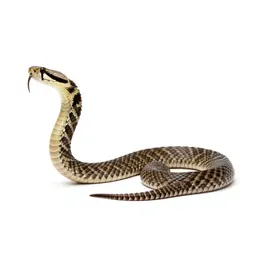 Rattlesnake