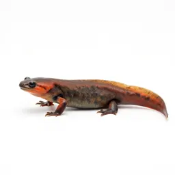 Red eft