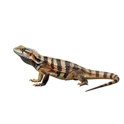 Reptile