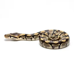 Reticulated python