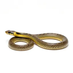 Ribbon snake