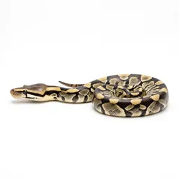 Rock python