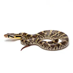 Rosy boa