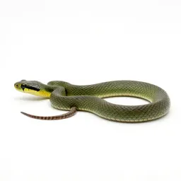 Rough green snake