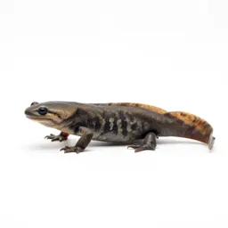 Rough-skinned newt