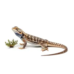 Sagebrush lizard