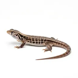 Sand lizard