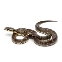 Sea snake