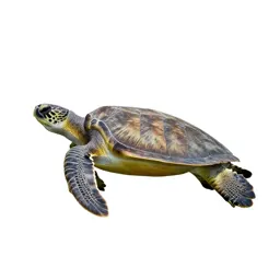Sea turtle