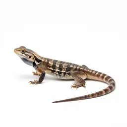 Side-blotched lizard