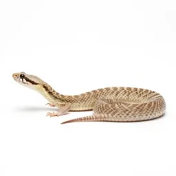 Sidewinder