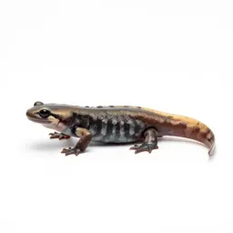 Slender salamander