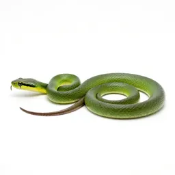 Smooth green snake