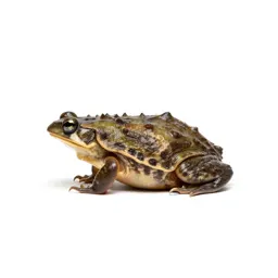 Spadefoot