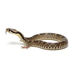 Speckled rattlesnake