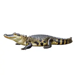 Spectacled caiman