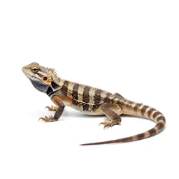 Spiny lizard