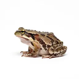 Spring peeper