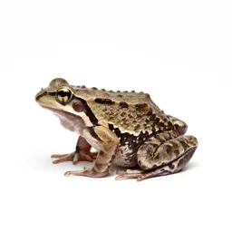 Tailed frog