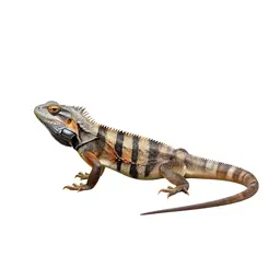 Teiid lizard