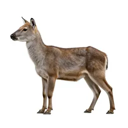 Teju
