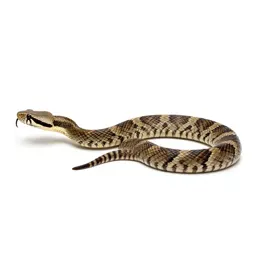 Tiger rattlesnake