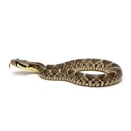 Timber rattlesnake