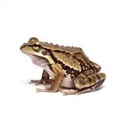 Tongueless frog