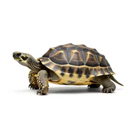 Tortoise